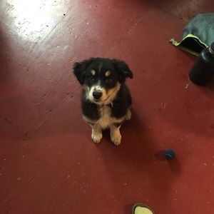 Meet your Posher, Heidi